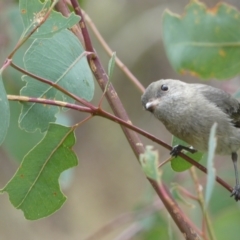 Pachycephala pectoralis (Golden Whistler) at Jerrabomberra, NSW - 14 May 2022 by SteveBorkowskis