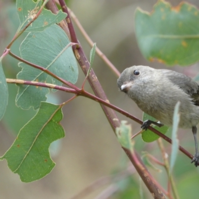Pachycephala pectoralis (Golden Whistler) at Jerrabomberra, NSW - 14 May 2022 by SteveBorkowskis