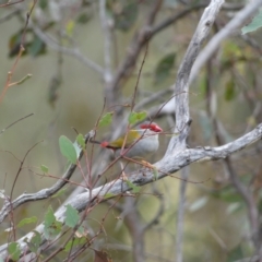 Neochmia temporalis (Red-browed Finch) at Jerrabomberra, NSW - 14 May 2022 by Steve_Bok