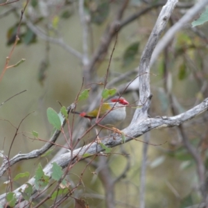 Neochmia temporalis at Jerrabomberra, NSW - 14 May 2022