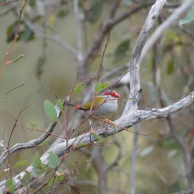 Neochmia temporalis (Red-browed Finch) at Jerrabomberra, NSW - 14 May 2022 by SteveBorkowskis