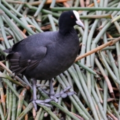 Fulica atra (Eurasian Coot) at Tuggeranong Creek to Monash Grassland - 14 May 2022 by RodDeb