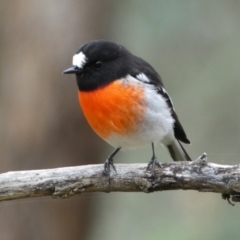 Petroica boodang (Scarlet Robin) at Jerrabomberra, NSW - 14 May 2022 by SteveBorkowskis