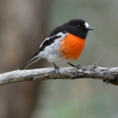 Petroica boodang at Jerrabomberra, NSW - 14 May 2022