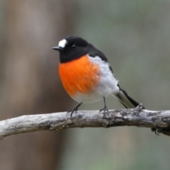 Petroica boodang at Jerrabomberra, NSW - 14 May 2022