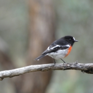 Petroica boodang at Jerrabomberra, NSW - 14 May 2022