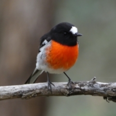 Petroica boodang at Jerrabomberra, NSW - 14 May 2022 12:37 PM