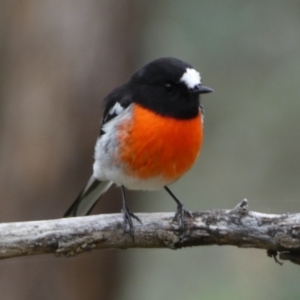 Petroica boodang at Jerrabomberra, NSW - 14 May 2022