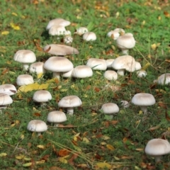 Agaricus sp. (Agaricus) at Monash, ACT - 14 May 2022 by RodDeb