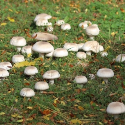 Agaricus sp. (Agaricus) at Monash, ACT - 14 May 2022 by RodDeb