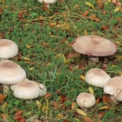 Agaricus sp. at Monash, ACT - 14 May 2022