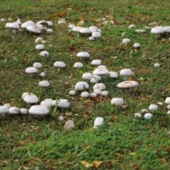 Agaricus sp. at Monash, ACT - 14 May 2022