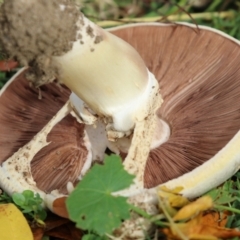 Agaricus sp. at Monash, ACT - 14 May 2022