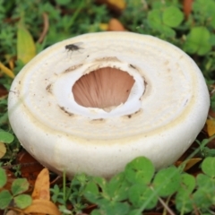 Agaricus sp. at Monash, ACT - 14 May 2022