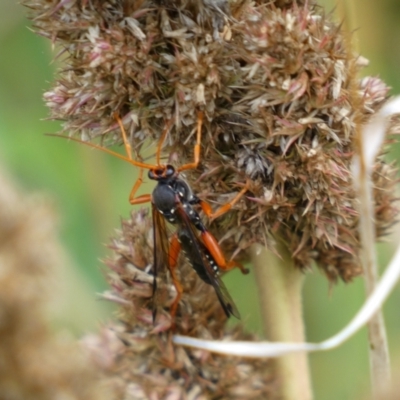 Echthromorpha intricatoria (Cream-spotted Ichneumon) at QPRC LGA - 14 May 2022 by Steve_Bok