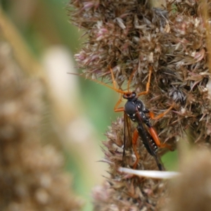 Echthromorpha intricatoria at Jerrabomberra, NSW - 14 May 2022