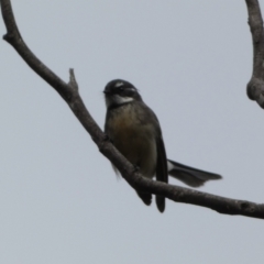 Rhipidura albiscapa (Grey Fantail) at Jerrabomberra, NSW - 14 May 2022 by SteveBorkowskis