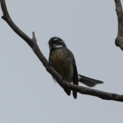 Rhipidura albiscapa (Grey Fantail) at Jerrabomberra, NSW - 14 May 2022 by SteveBorkowskis