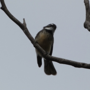 Rhipidura albiscapa at Jerrabomberra, NSW - 14 May 2022 01:55 PM