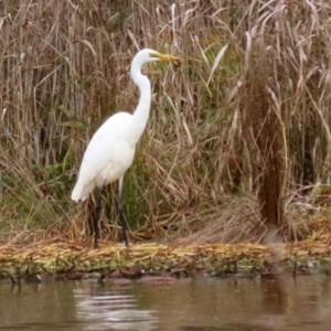 Ardea alba at Isabella Plains, ACT - 14 May 2022 01:33 PM