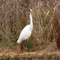 Ardea alba at Isabella Plains, ACT - 14 May 2022 01:33 PM