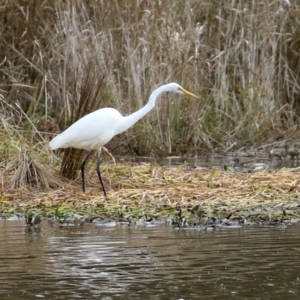 Ardea alba at Isabella Plains, ACT - 14 May 2022 01:33 PM