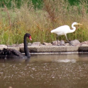 Ardea alba at Isabella Plains, ACT - 14 May 2022 01:33 PM