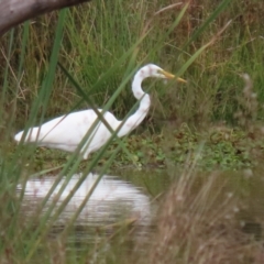 Ardea alba at Isabella Plains, ACT - 14 May 2022 01:33 PM