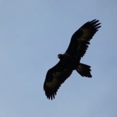 Aquila audax (Wedge-tailed Eagle) at Jerrabomberra, NSW - 14 May 2022 by Steve_Bok