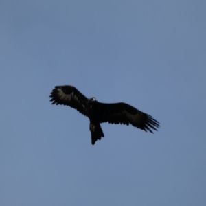 Aquila audax at Jerrabomberra, NSW - 14 May 2022