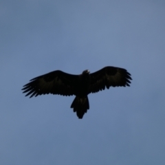 Aquila audax at Jerrabomberra, NSW - 14 May 2022