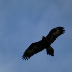 Aquila audax at Jerrabomberra, NSW - 14 May 2022