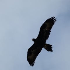 Aquila audax at Jerrabomberra, NSW - 14 May 2022