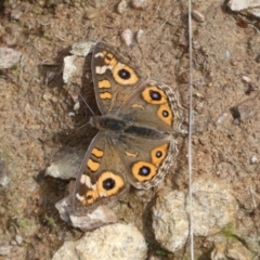 Junonia villida (Meadow Argus) at Jerrabomberra, NSW - 14 May 2022 by SteveBorkowskis