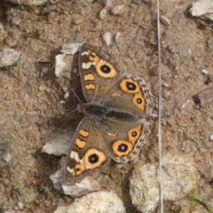 Junonia villida at Jerrabomberra, NSW - 14 May 2022