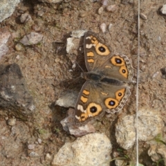 Junonia villida at Jerrabomberra, NSW - 14 May 2022