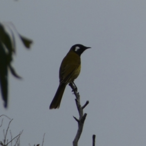 Nesoptilotis leucotis at Jerrabomberra, NSW - 14 May 2022 02:45 PM