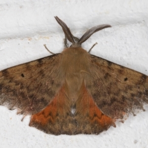 Chenuala heliaspis at Melba, ACT - 12 May 2022 12:08 AM