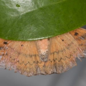 Chenuala heliaspis at Melba, ACT - 12 May 2022