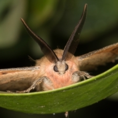 Chenuala heliaspis at Melba, ACT - 12 May 2022