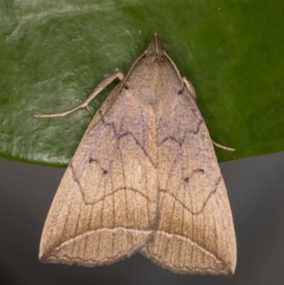 Simplicia armatalis (Crescent Moth) at Melba, ACT - 11 May 2022 by kasiaaus