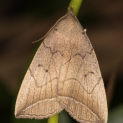 Simplicia armatalis at Melba, ACT - 12 May 2022 12:16 AM