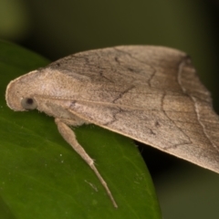 Simplicia armatalis at Melba, ACT - 12 May 2022