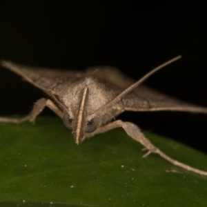 Simplicia armatalis at Melba, ACT - 12 May 2022 12:16 AM