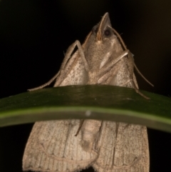 Simplicia armatalis at Melba, ACT - 12 May 2022