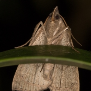 Simplicia armatalis at Melba, ACT - 12 May 2022 12:16 AM