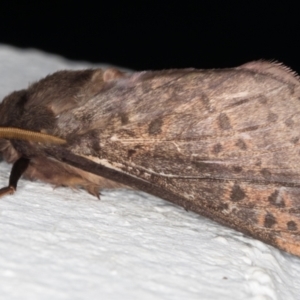 Oxycanus silvanus at Melba, ACT - 13 May 2022