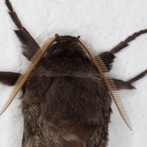 Oxycanus silvanus at Melba, ACT - 13 May 2022