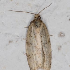 Tortricinae (subfamily) at Melba, ACT - 12 May 2022