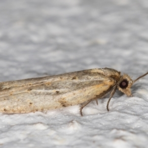 Tortricinae (subfamily) at Melba, ACT - 12 May 2022 11:11 PM